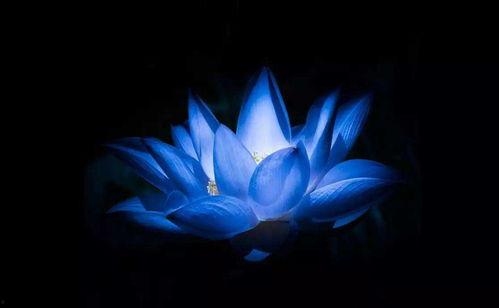 蓝莲花的创作背景,穿越时空的梦境与觉醒之旅