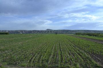 田野资料,探寻社会现象的微观视角