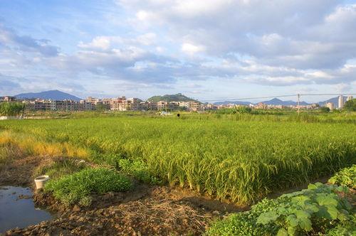 田野资料,探寻社会现象的微观视角  第2张